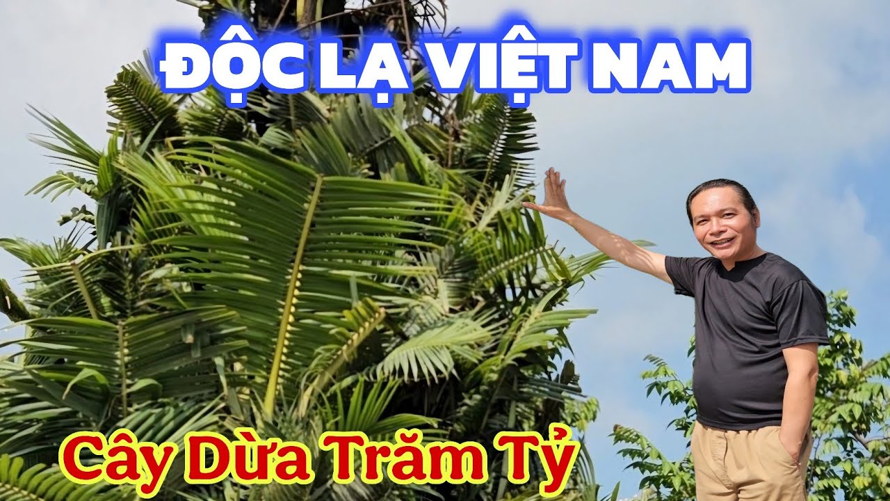 Độc lạ Việt Nam cây dừa hàng trăm tỷ chủ nhân không bán và nói gì