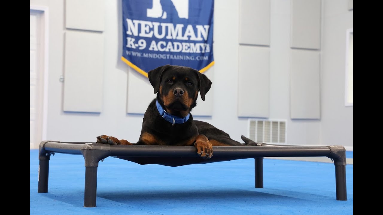 Neptune (Rottweiler) Puppy Camp Dog Training Video Demonstration