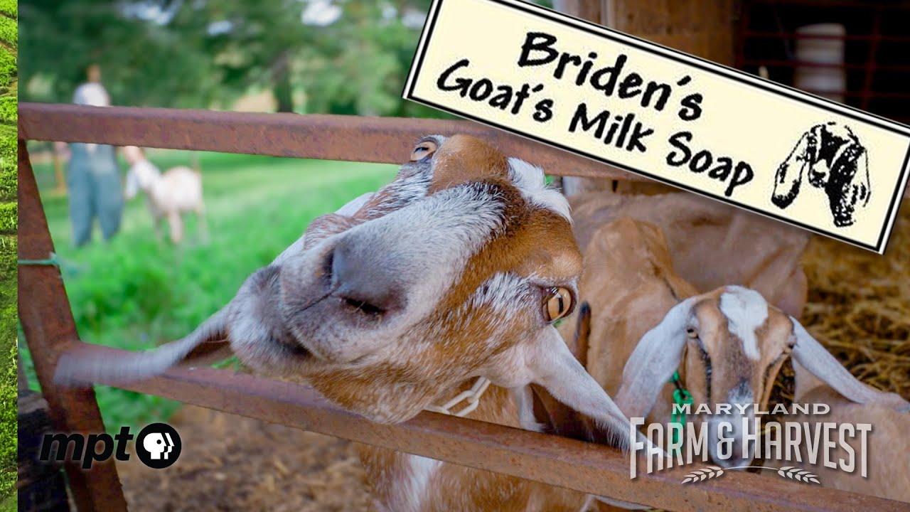 Доение нубийских коз и изготовление восхитительного мыла | Maryland Farm & Harvest