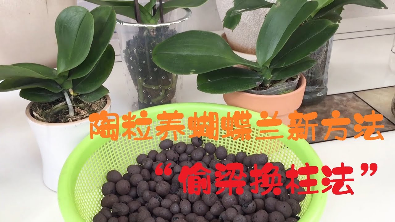 陶粒养蝴蝶兰之“偷梁换柱法”，保湿性翻倍，不会出现空根了！
