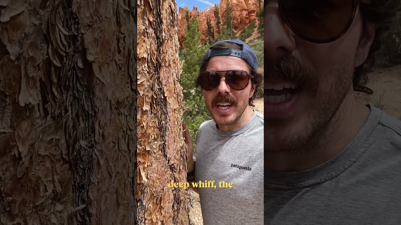 Making Montana out of Ponderosa Pine | Official State Tree Map #shorts #trees #wood