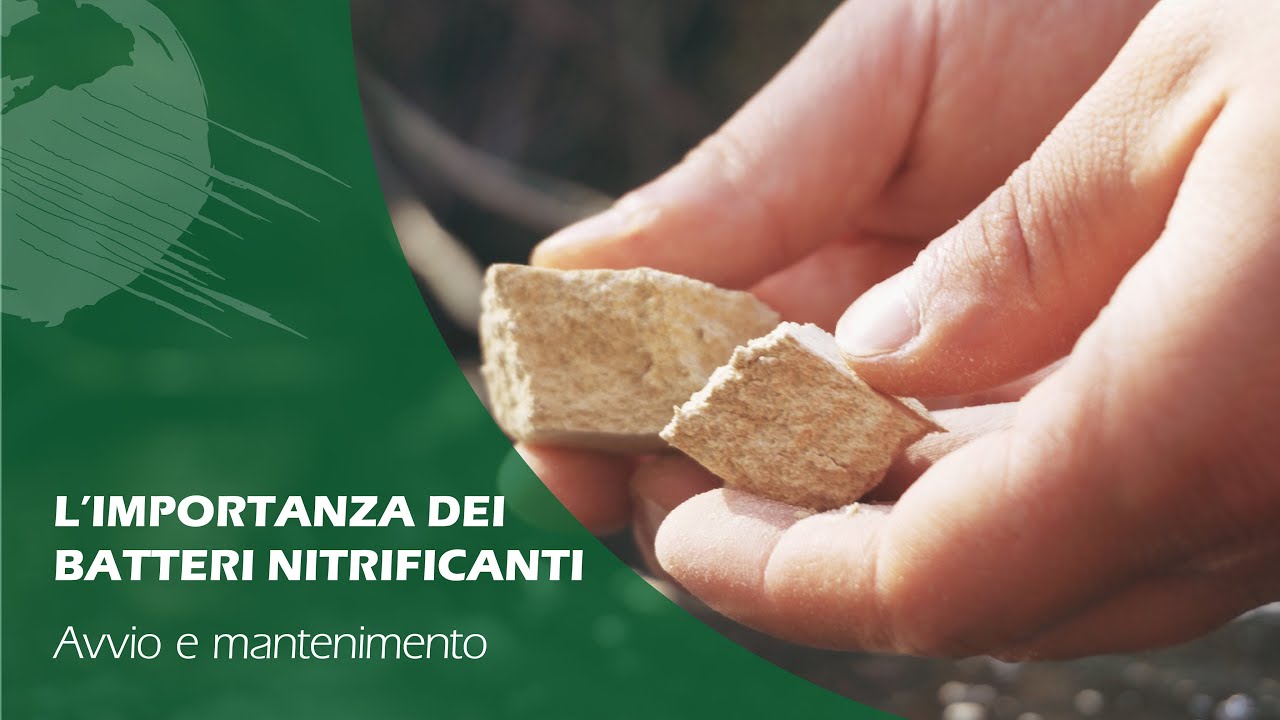 BATTERI NITRIFICANTI: come favorire la crescita