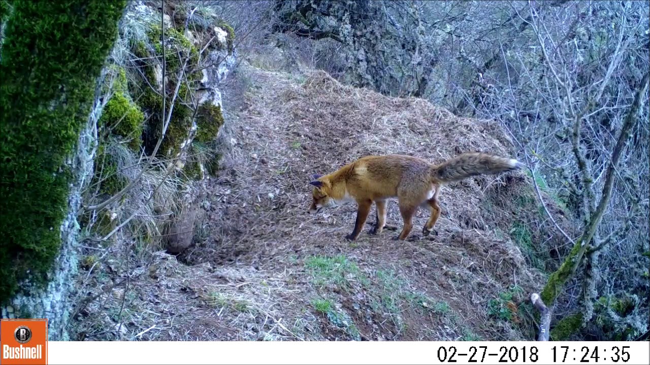 BEST OF 2018 piège photographique