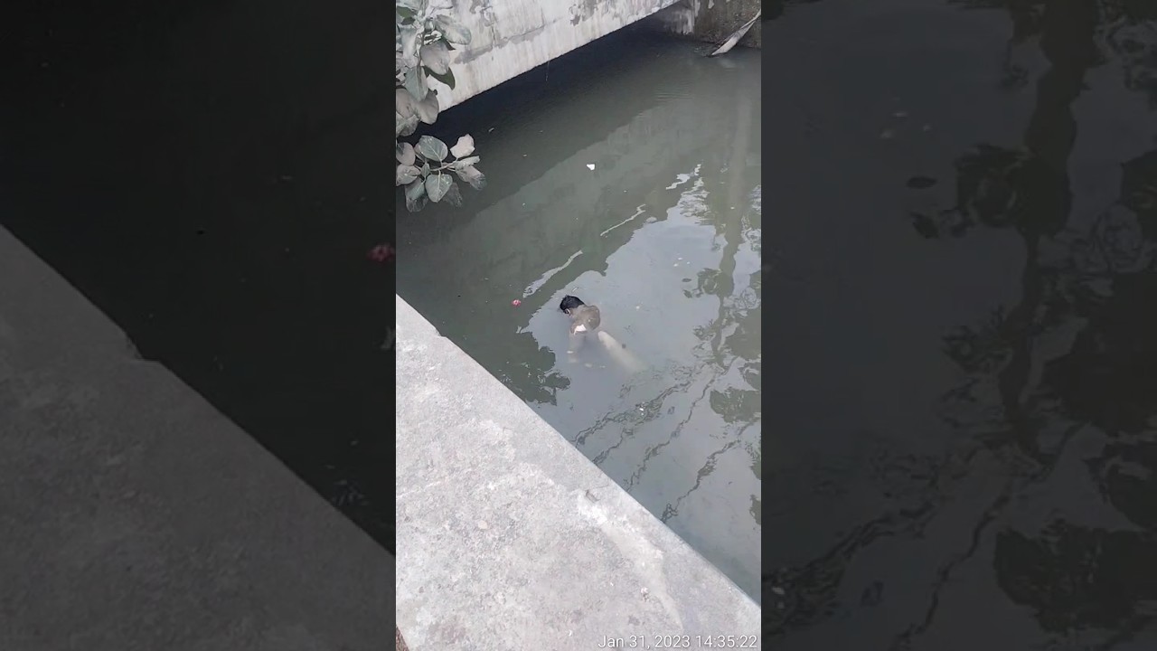 Samaypur badali ki Nahar mein Dekhi dead body 😰🥵👈