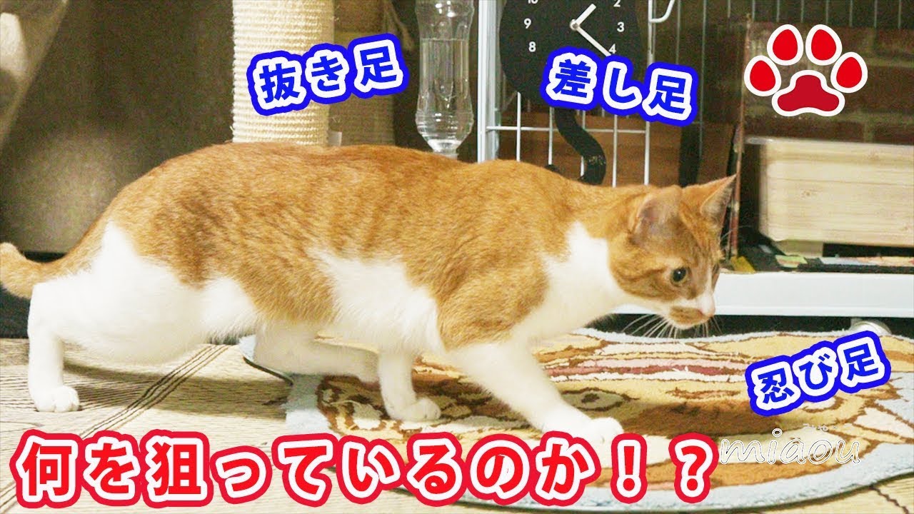 忍び寄る猫まや。その視線の先には？【瀬戸のまや日記】Maya sneaks up What he stares is？