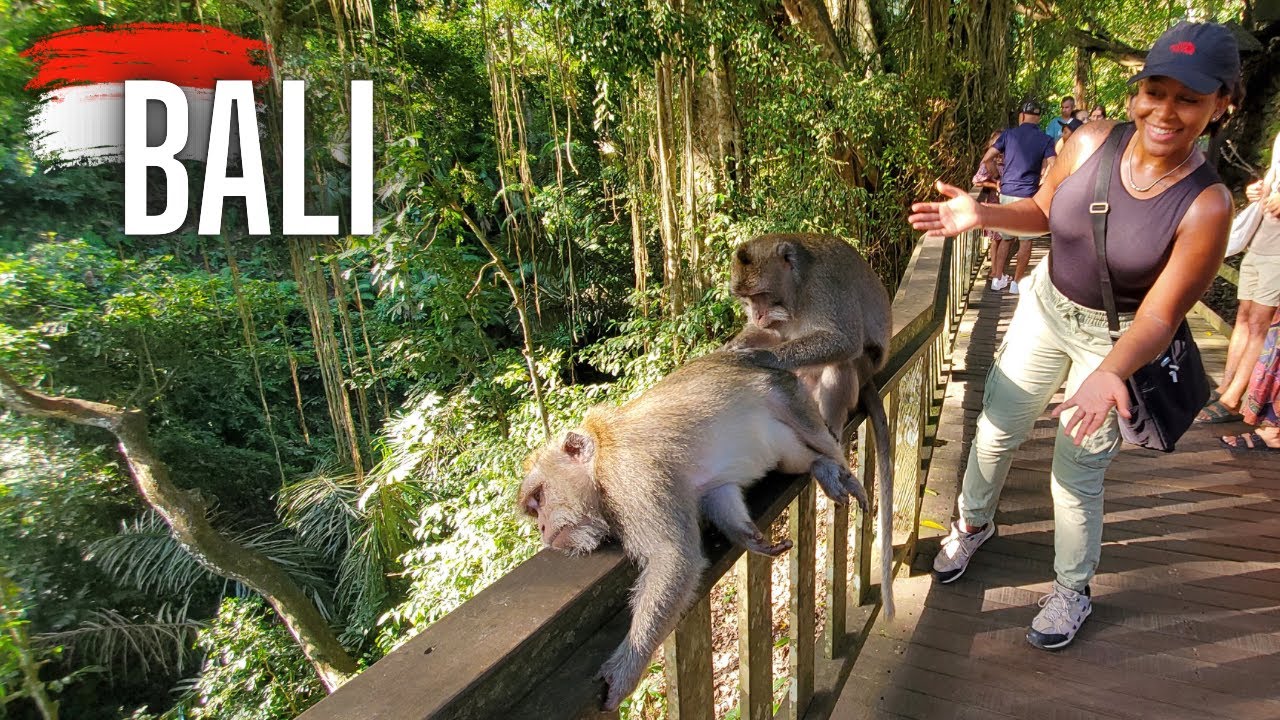Monkey Forest Ubud & Uluwatu Temple Kecak Dance #balivlog