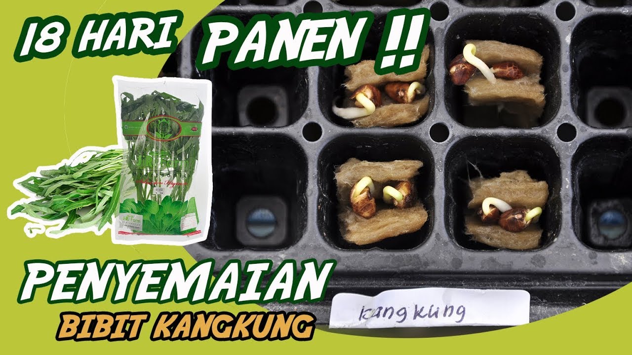 Proses Penyemaian Hidroponik, Dijamin Berhasil! #semai #hidroponik #kangkung #carasemai