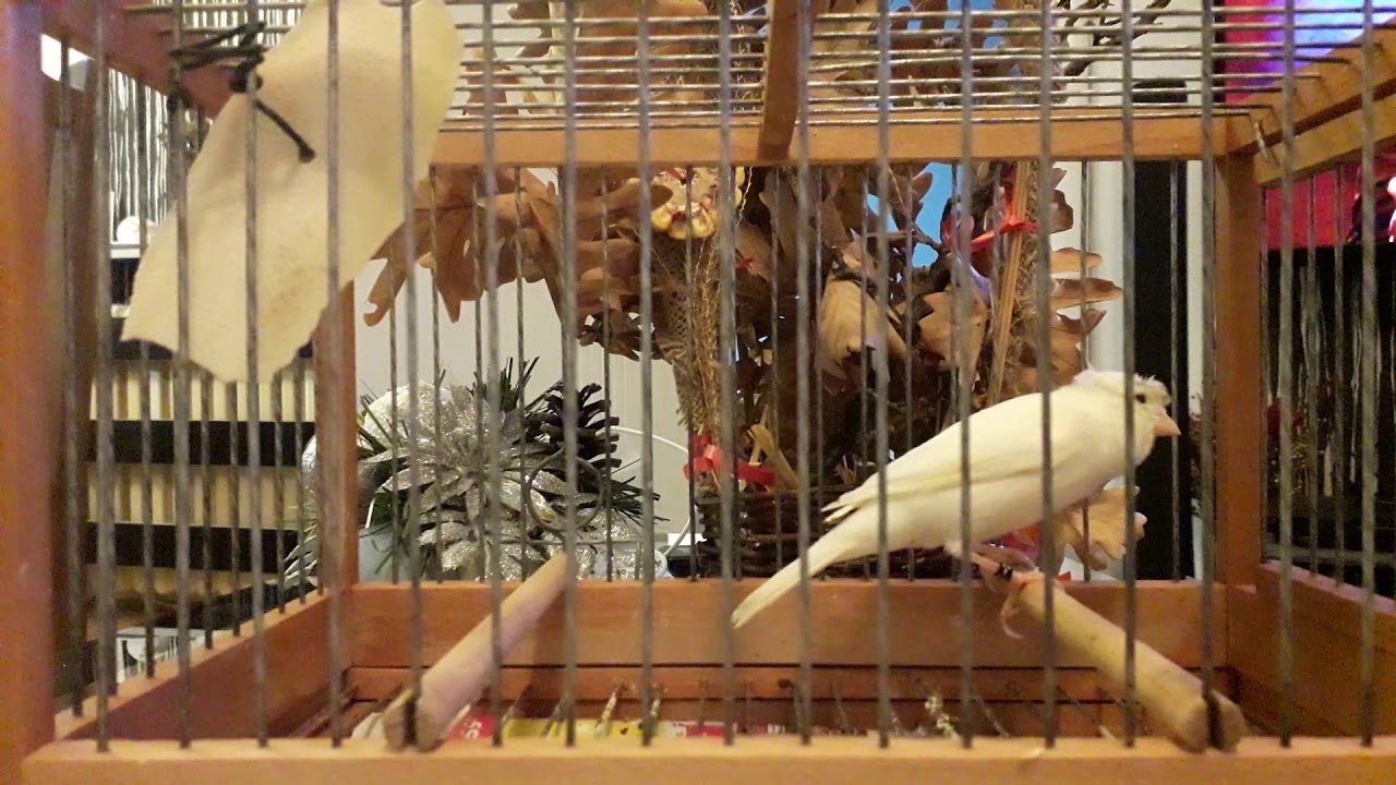 CANARY SINGING SRPSKI SLAVUJAR DEXX 2020 DEXX
