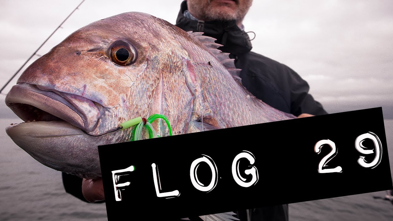 Flog 29 // Tasman Bay First Summer Snapper Fish