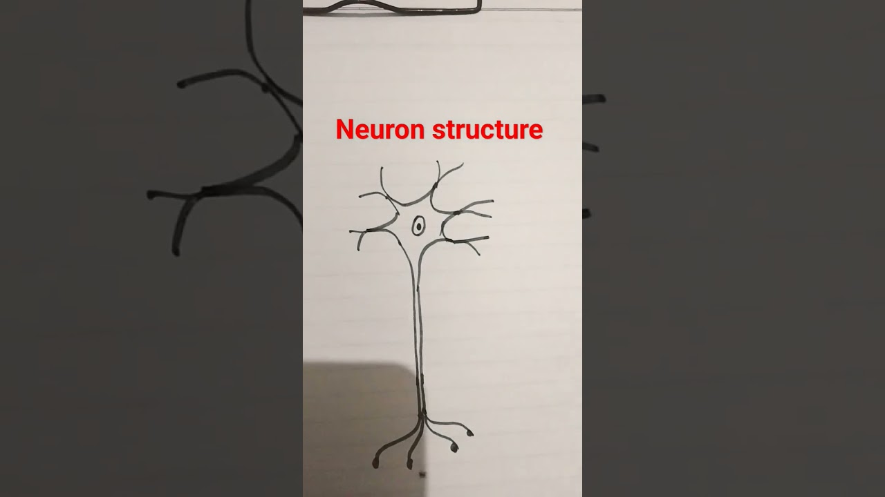 #neuron structure #unit of nervous system #conduction of neuron #axon #cyton#cellbody#dendron