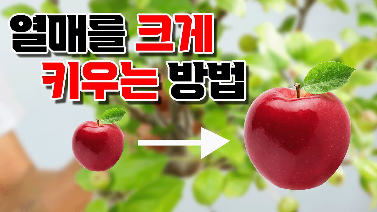 열매를 크게 만드는 기본 원리ㅣ열매 크기 키우는 방법 ㅣ 대과 만드는 방법 ㅣ 과일 크게 키우기