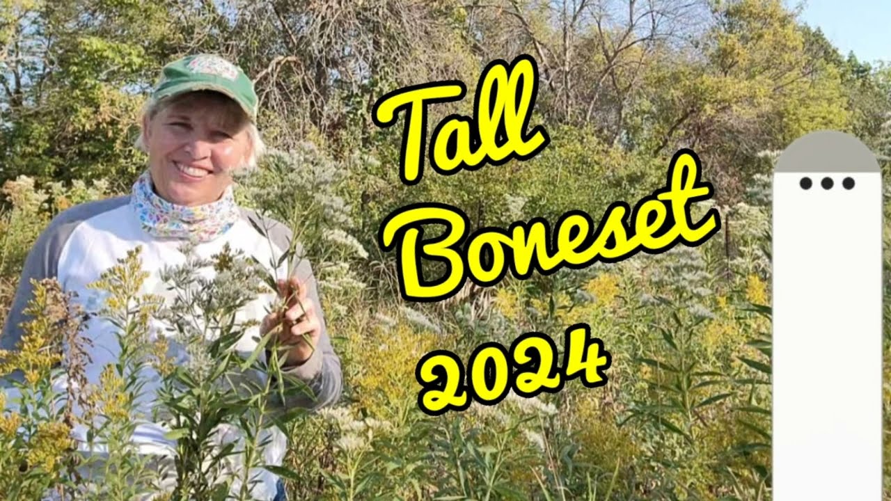 Tall Boneset