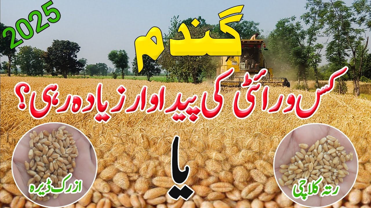 Production/Average of RK-23 (Rata Kalachi) || Crop Informer