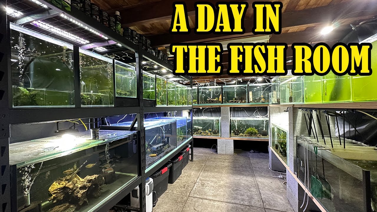 So Much Going On In This HUGE Fish Room Update