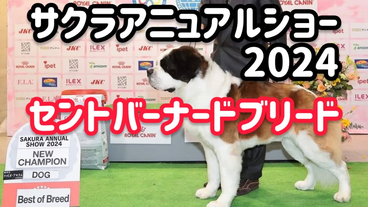 サクラアニュアルショー🌸セントバーナードブリード＆グループ戦