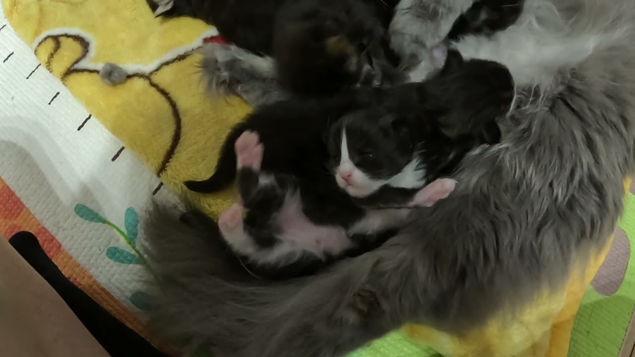 Aisha’s H Litter, One week old. HD, FPL Poland