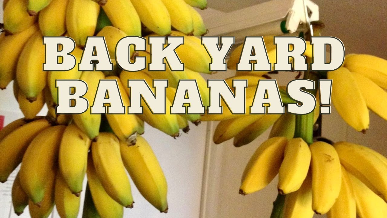 Grow and Harvest A New variety of Cold Hardy Bananas | USDA zone 9b