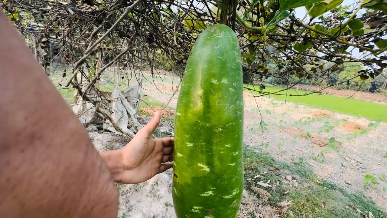 আমার নিজের হাতে লাগানো গাছের ফল। Agro Family 24. 