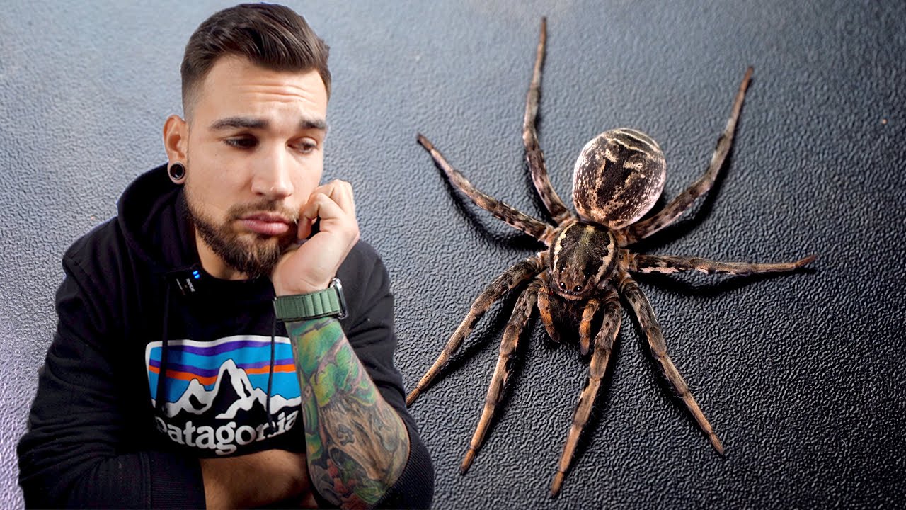 Odeszła 😭🤧 Lycosa TARANTULA