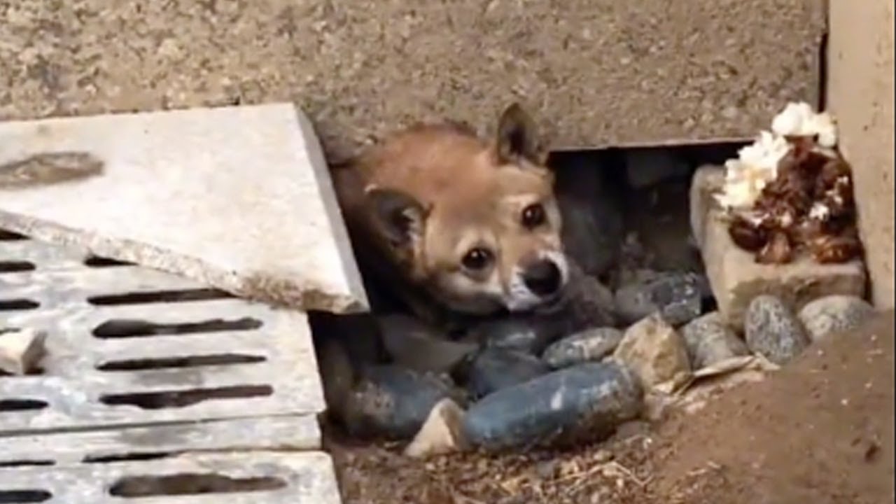 Trembling, holding her child in the hole, she stuck her head out to beg for some food and help