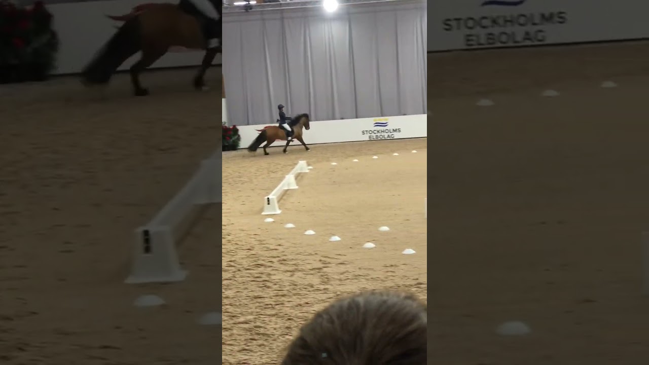 😍😍 #horse #elmia #equestrian #islandsh&auml;st #islandic #islandichorse #pass #t&ouml;lt #gallop #skritt