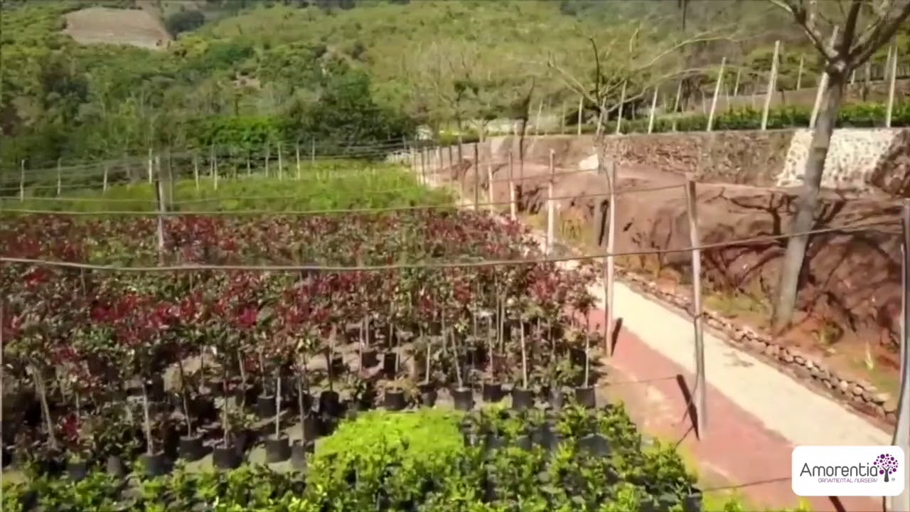 Ornamental Nursery