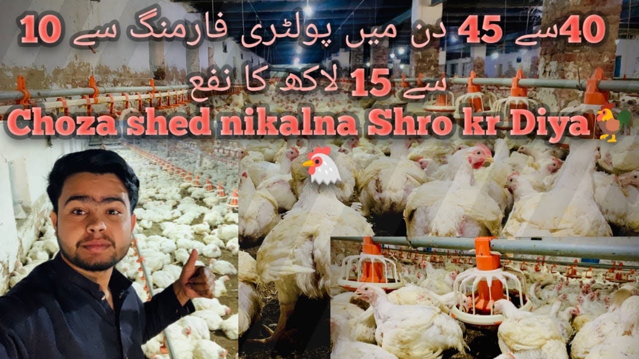 Poultry Stocks 15 se 20 lakh profit after 45days Choza nikalna shro shed se