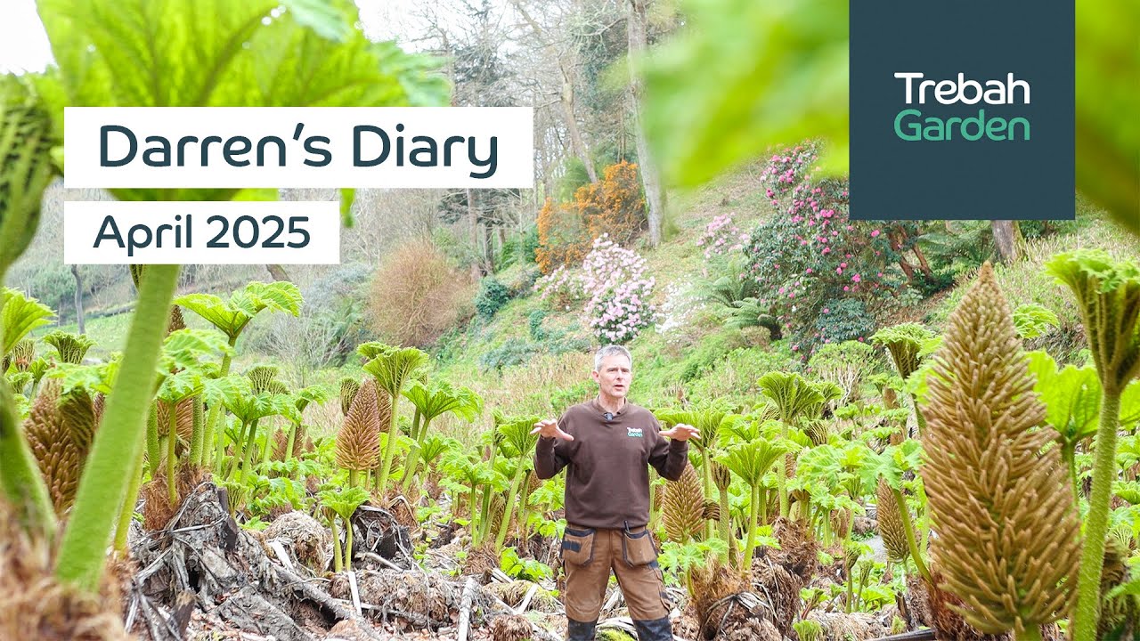 Peak Spring Colour & Gunnera Growing | April 2025 | Darren's Diary