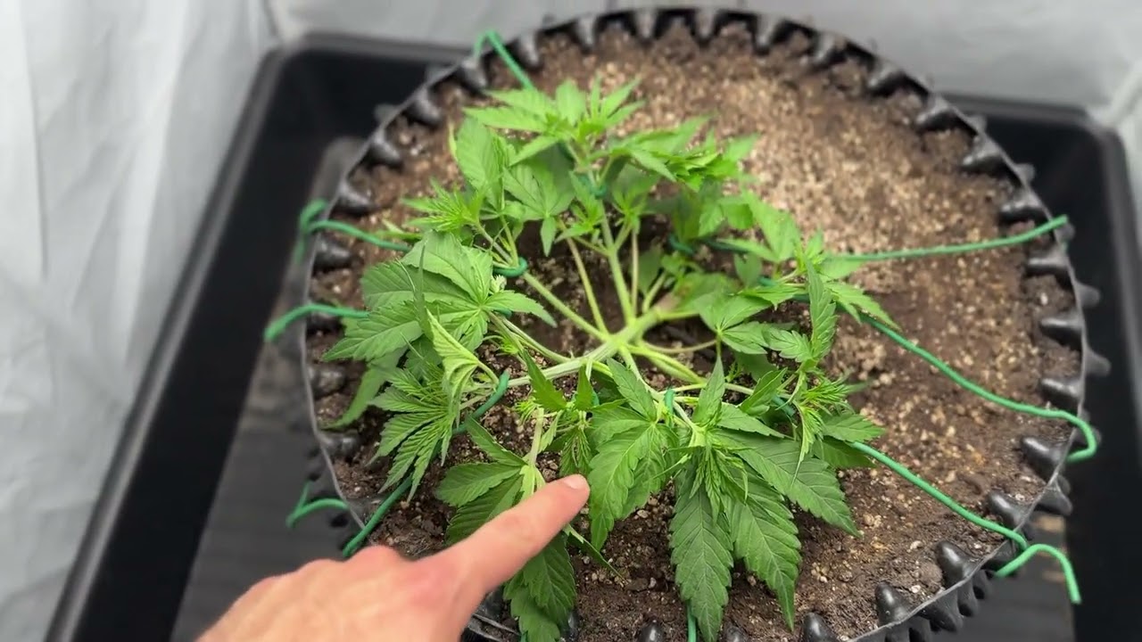 SomaSeeds SomangoAuto
