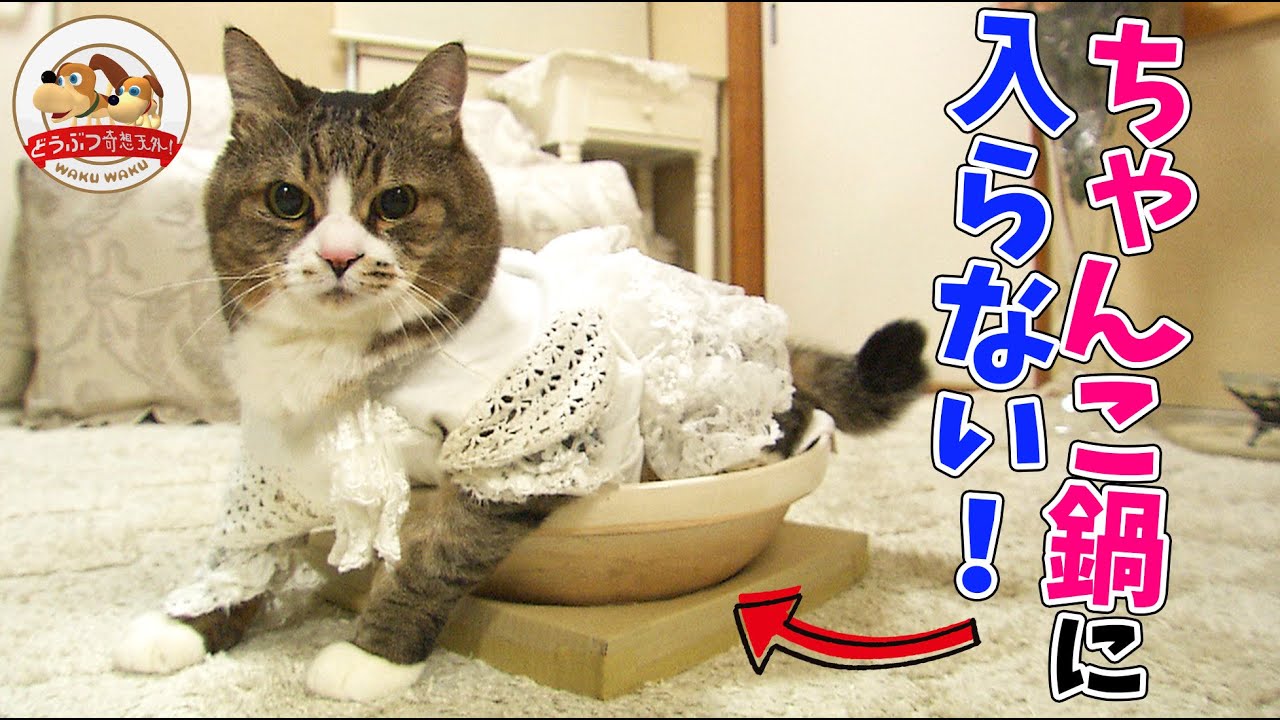 【伝説の巨体ネコ】ぴやくんが入りたくなる容器を探す『ネコ鍋チャレンジ』！コスプレする理由も語ります【どうぶつ奇想天外／WAKUWAKU】
