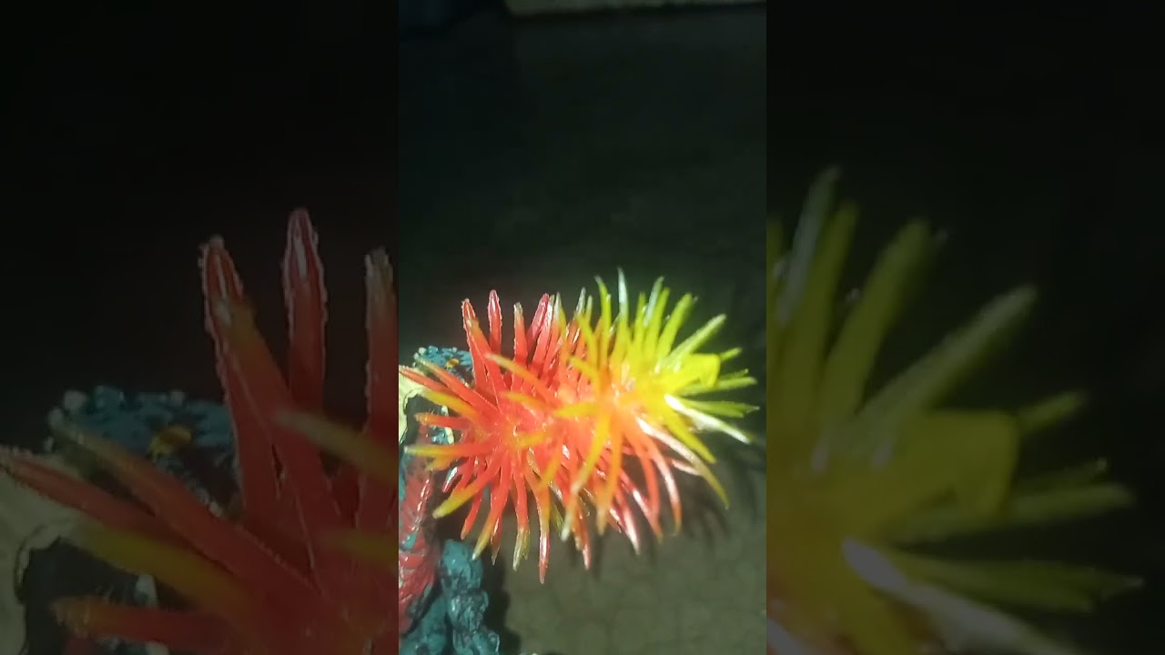 Acid vs crocut l