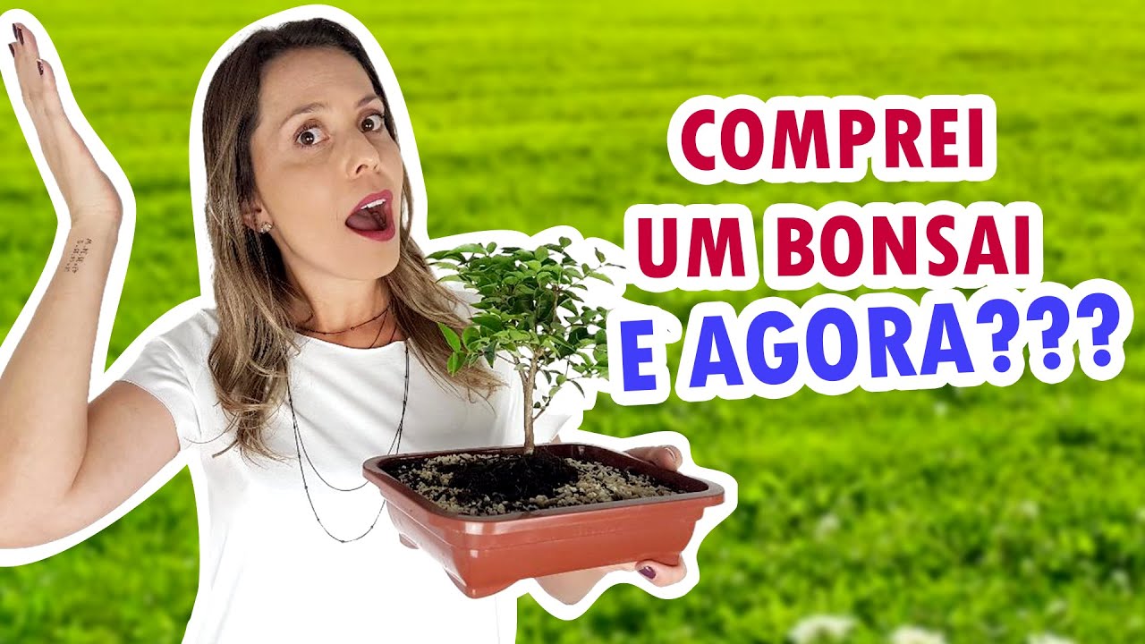 Como cuidar de BONSAI | Dicas para iniciantes | Cuidados b&aacute;sicos