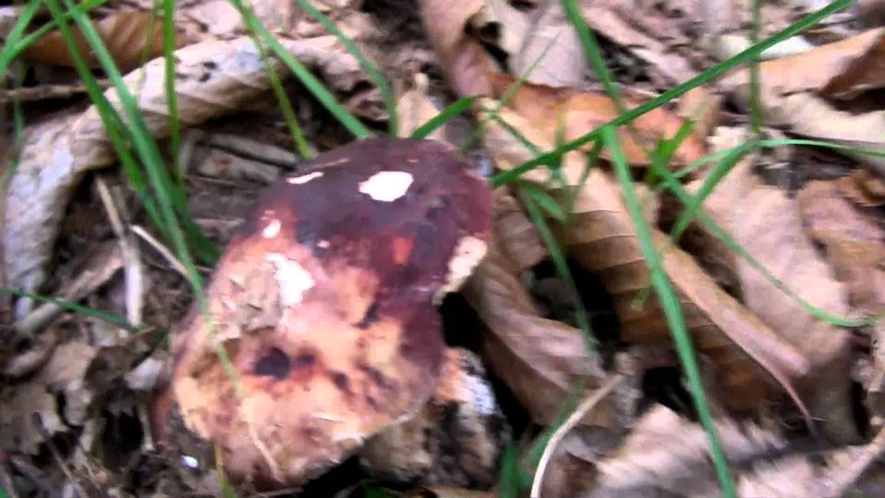 5 PINICOLAS IN FILA INDIANA