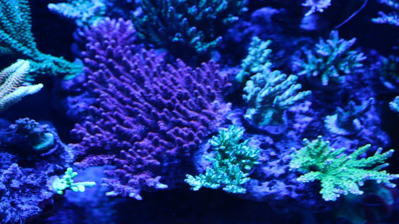 P04 Control using Rowa Phos