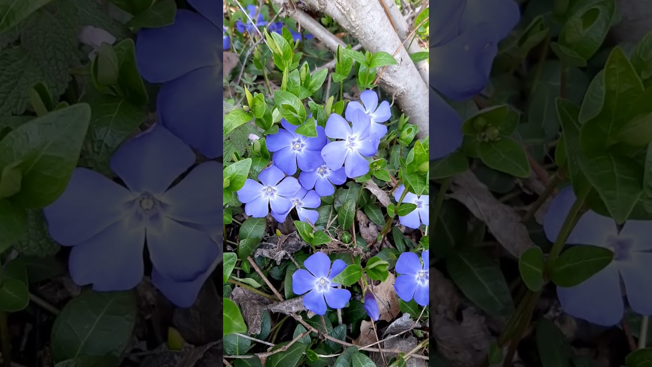 la pervinca - the periwinkle#shorts
