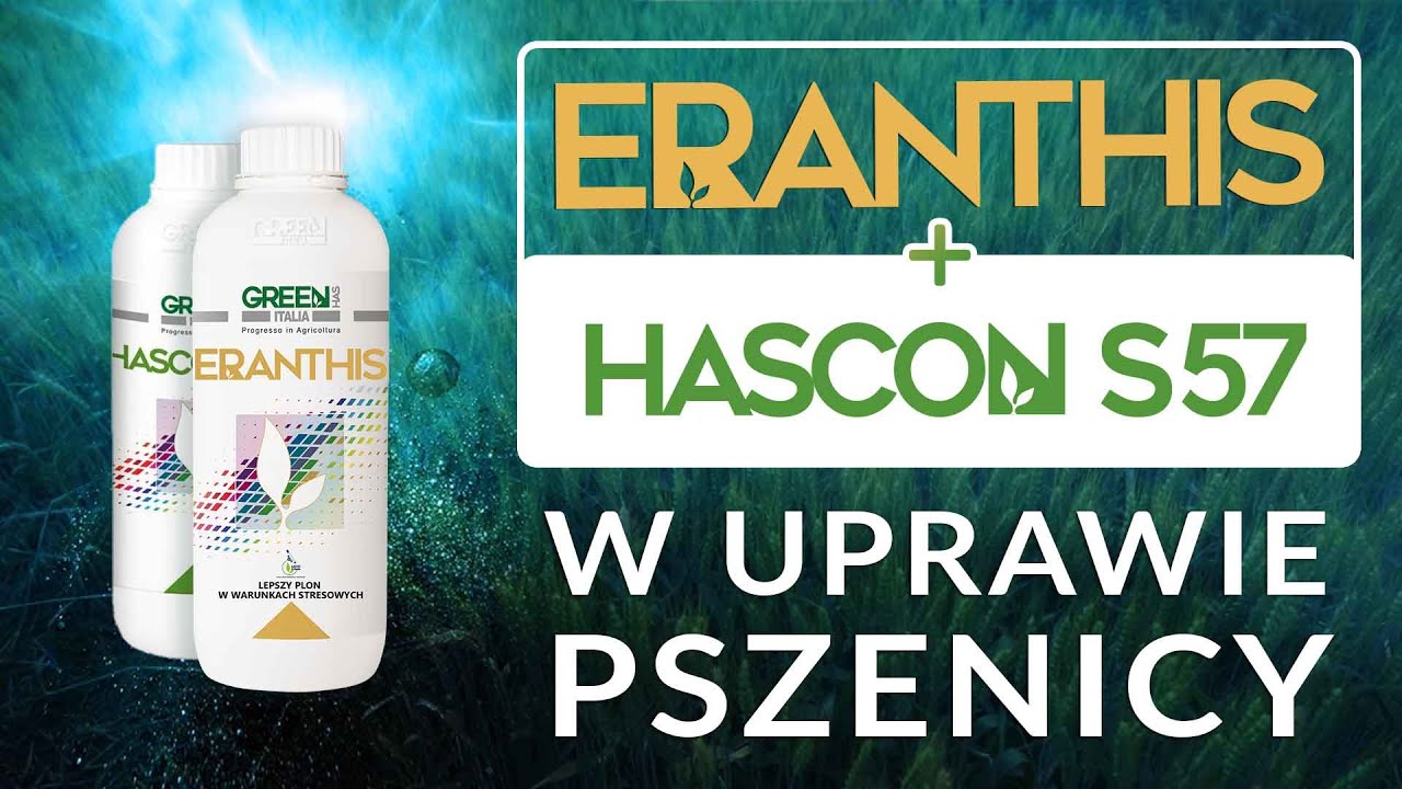Nowość Eranthis i Hascon S57 relacja z włoskich p&oacute;l doświadczalnych w uprawie pszenicy