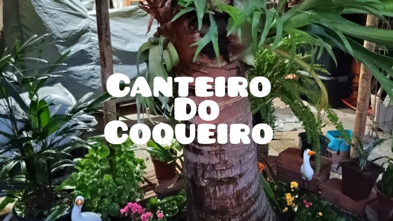 Refiz o canteiro do coqueiro 