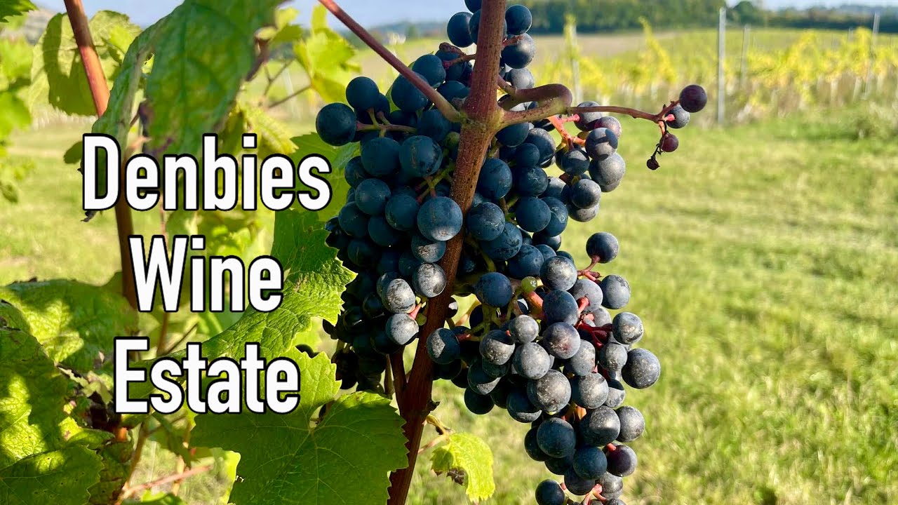 VLOG Wine Tasting Tour At Denbies Vineyard, An English Winery In Surrey, England
