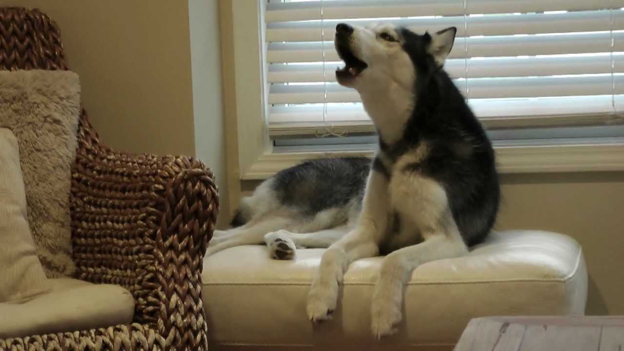 Mishka the Talking Husky: BEHIND THE SCENES