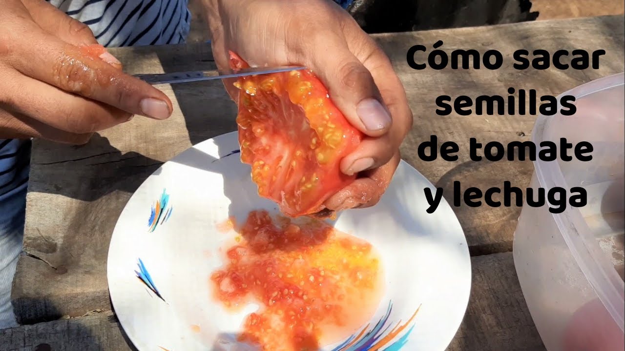 Cómo sacar y guardar semillas de tomate y lechuga || #semillas #huerta