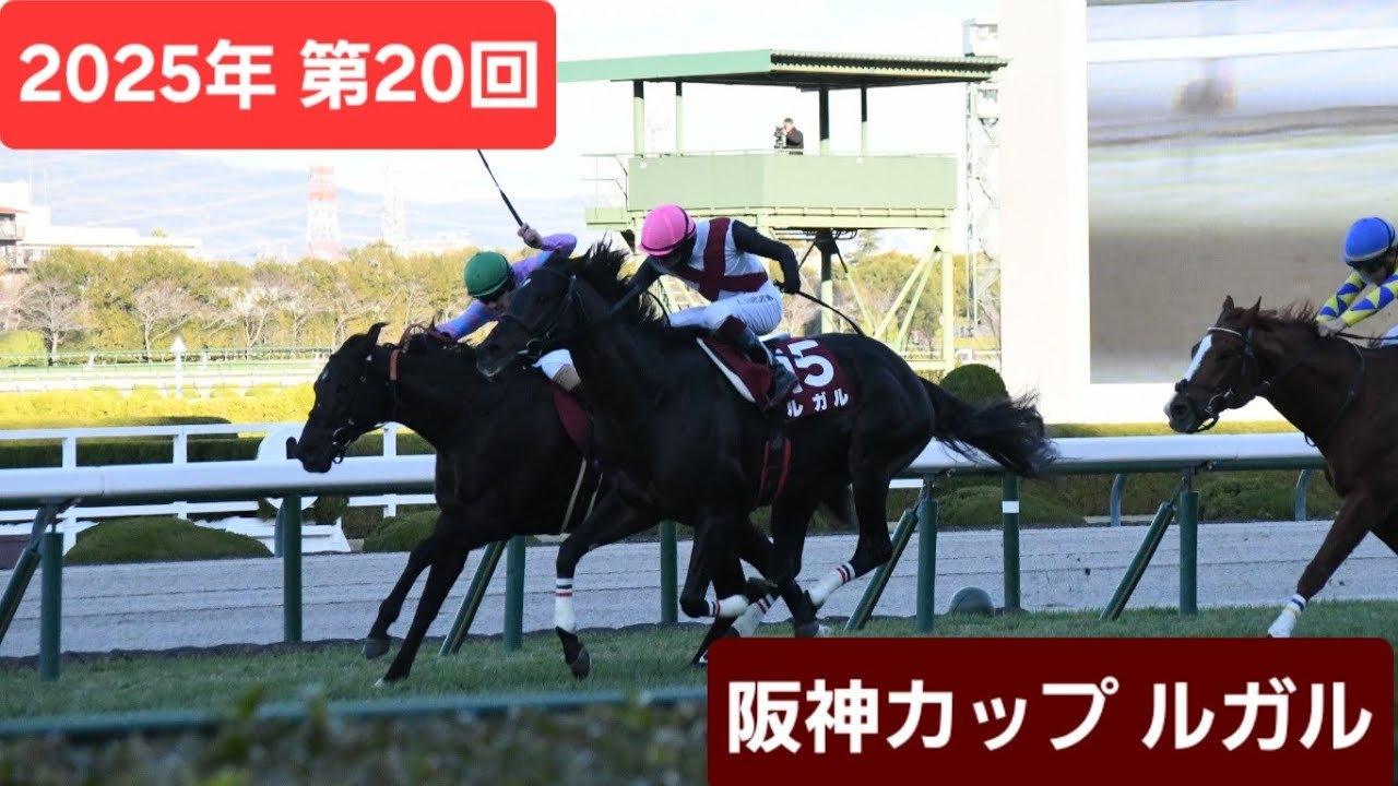 【現地映像】2025年第20回阪神カップ優勝馬ルガル号