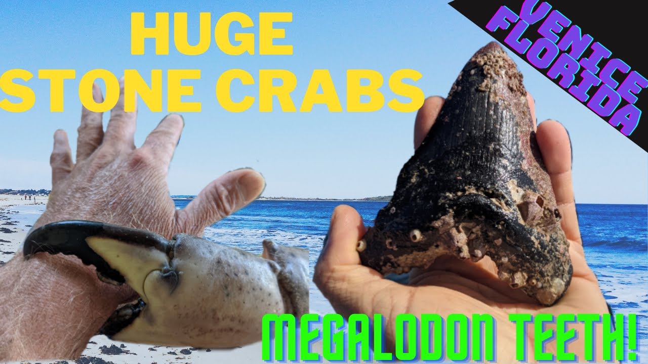Megalodon Teeth and HUGE Stone Crabs found diving in Venice Florida with Aristakat Charters