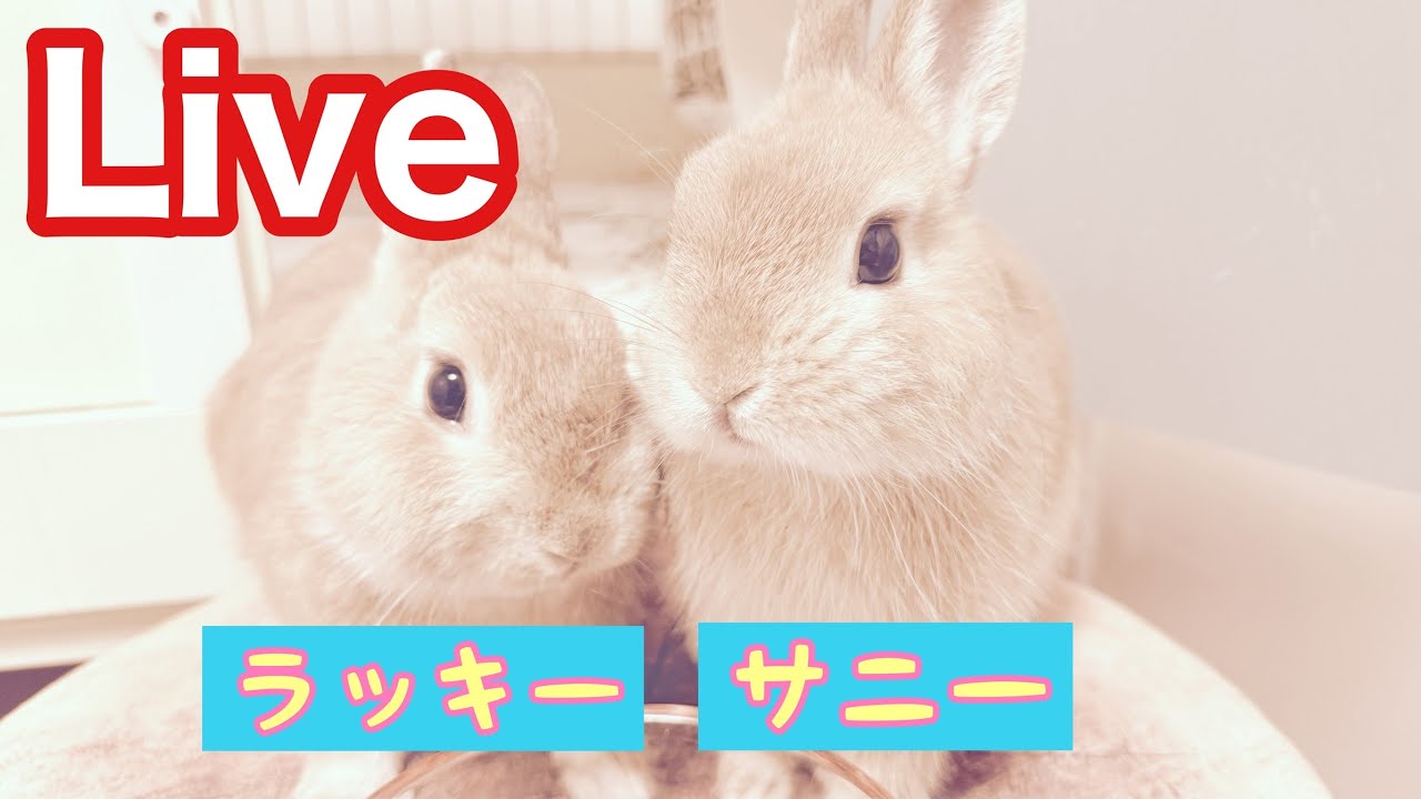 うさぎの部屋んぽLIVE配信🐰