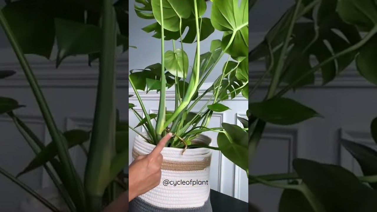 How to grow your Monstera Plant Bushy🌿 #monstera #monsteradeliciosa  #plantcaretips #plants