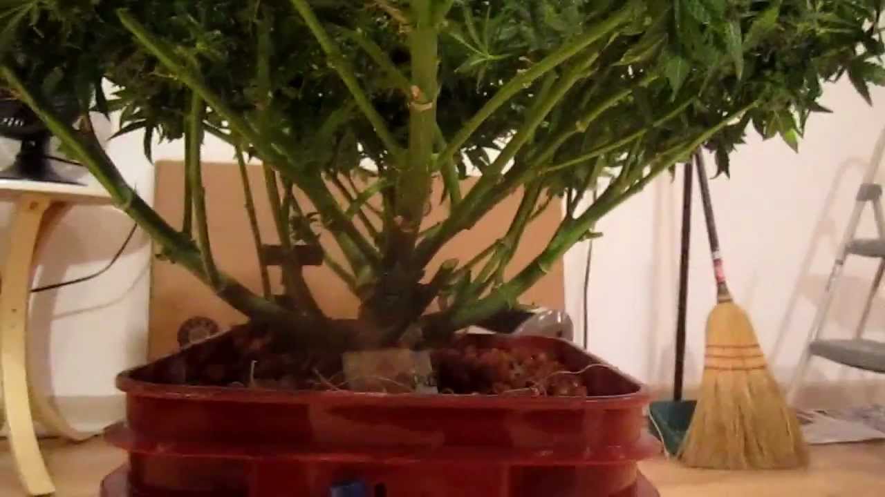 deepblue waterfarm preharvest video.MOV