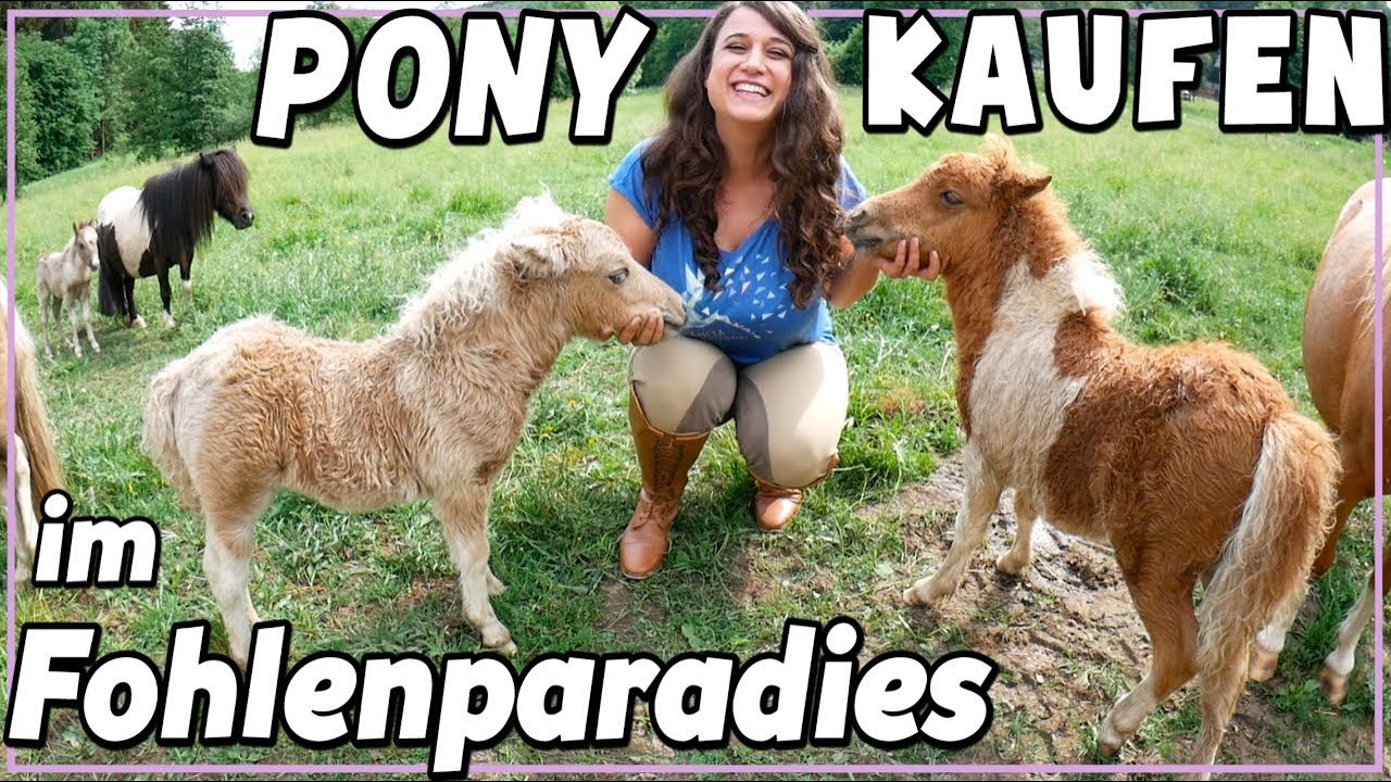 Pony kaufen - im Fohlen Paradies  ♥ soviele Mini Ponys!