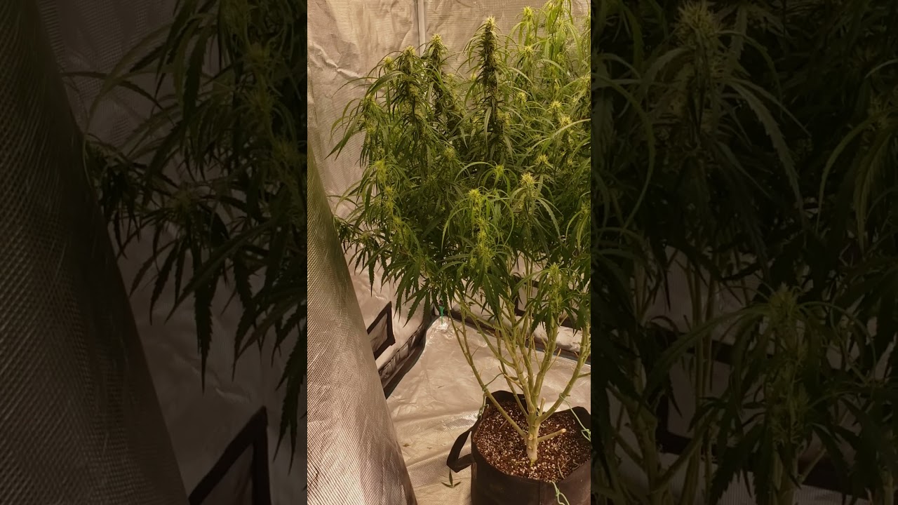 WORLDS BIGGEST AUTOFLOWER (Zkittles Auto From 420 Fast Buds) #shorts