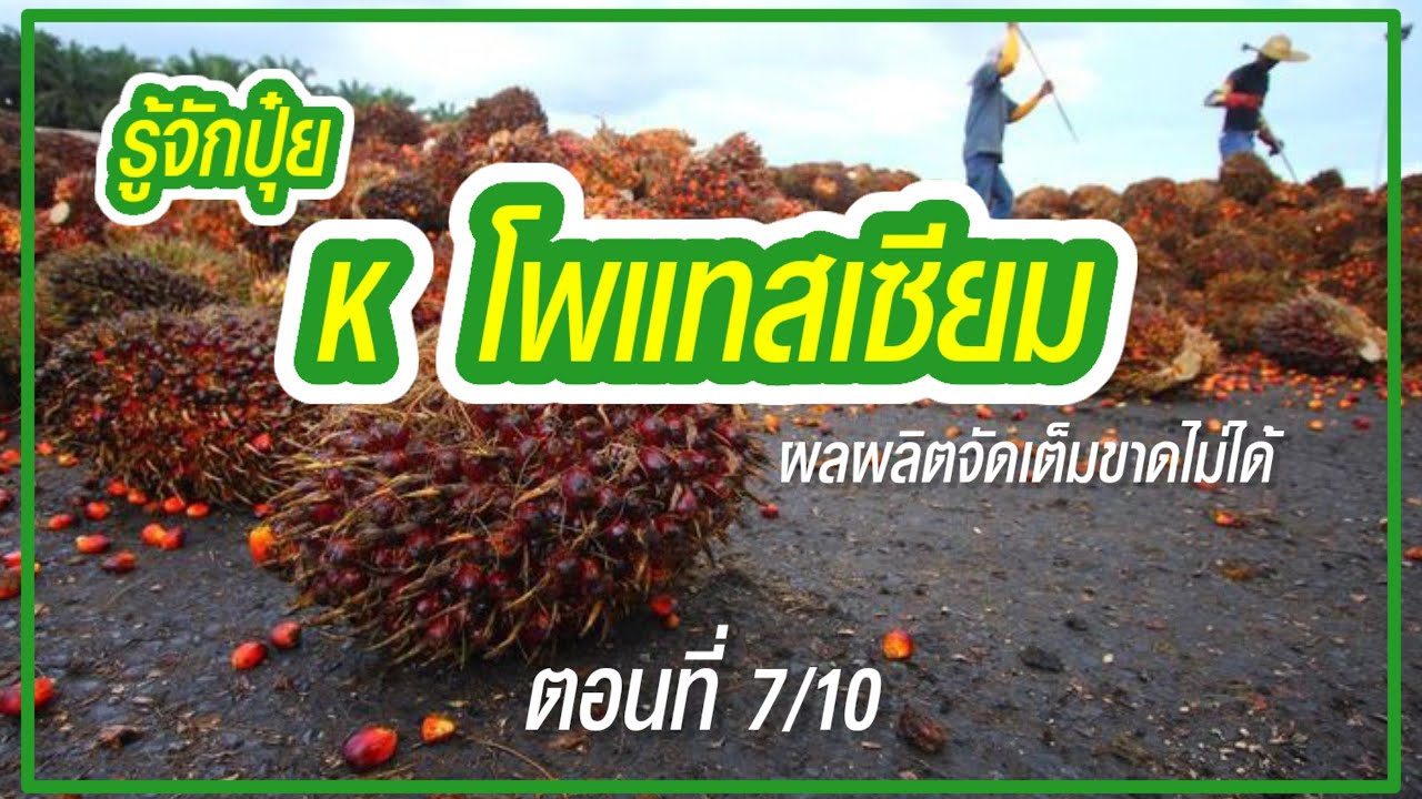 🌿สวนปาล์ม [ตอนที่ 7/10] ใส่ปุ๋ย K (โพแทสเซียม) ผลผลิตเต็มที่ขาดไม่ได้ | ชวนคุยเรื่องปาล์ม