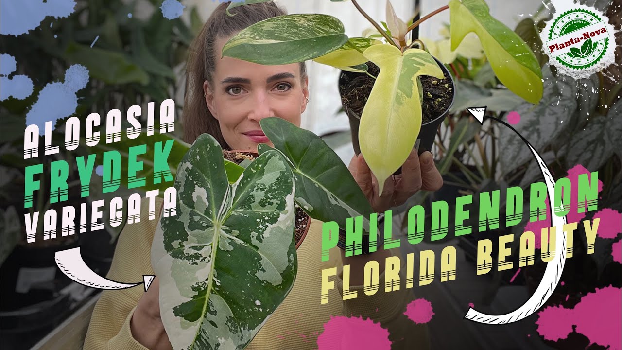 Dostawa roślin!🚛 Ph Florida beauty, Florida ghost, Alocasia Frydek variegata, Black stem i inne.