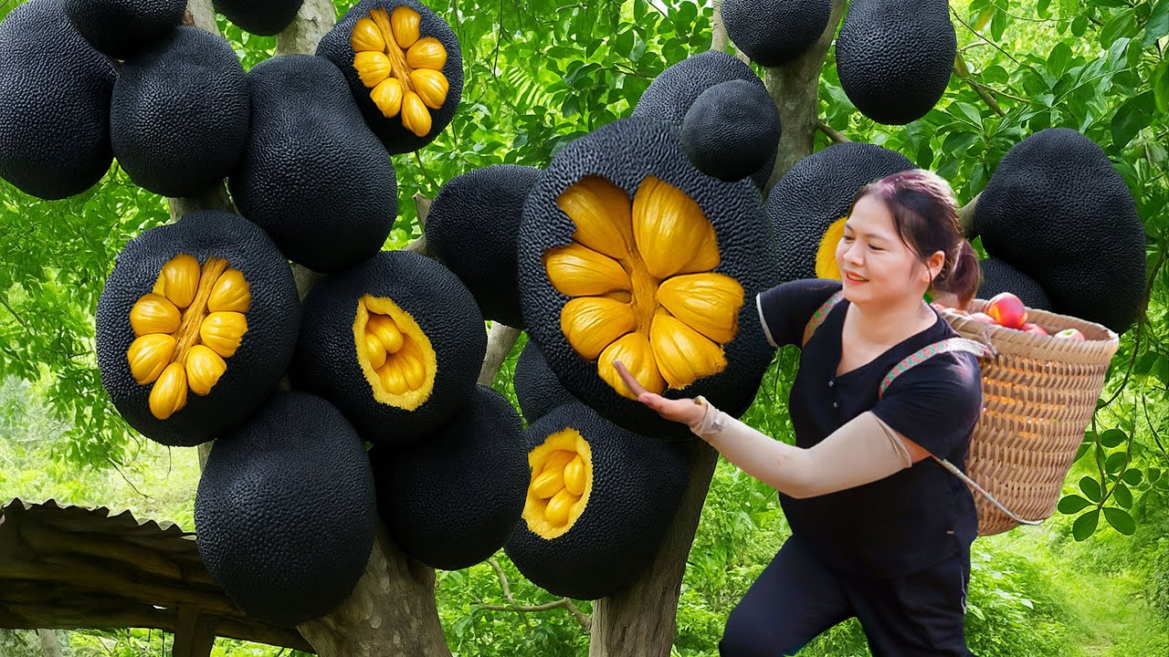 Harvesting Tons Rare Giant Cracked Black Jackfruit, Curious Crowds Buy Out Fast At Village Market
